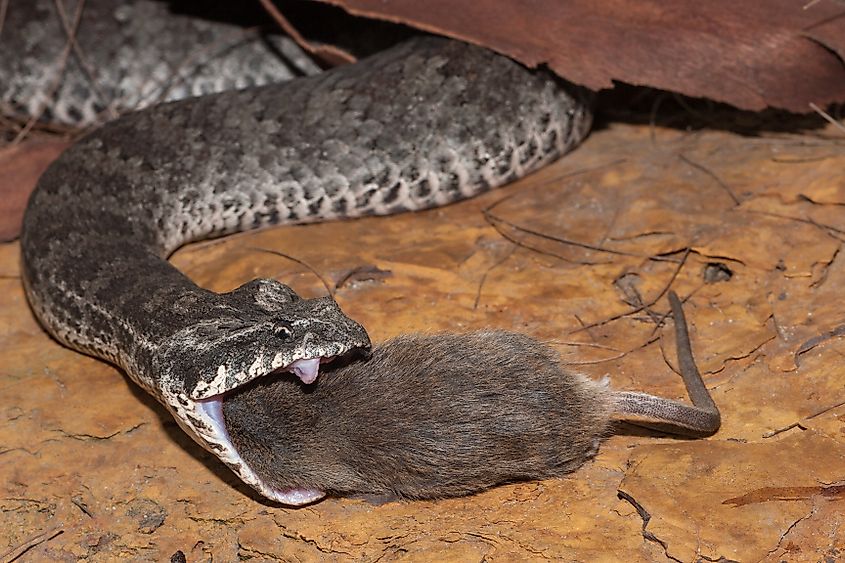 Common Death Adder feeding on mouse. Via Shutterstock / Ken Griffiths.