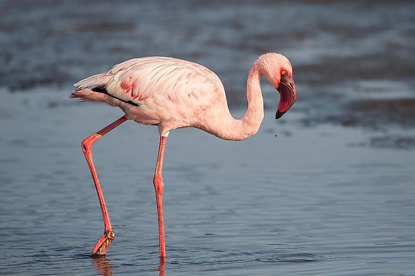 A lesser flamingo, an elegant wading bird found in the Lake Guiers of Senegal.