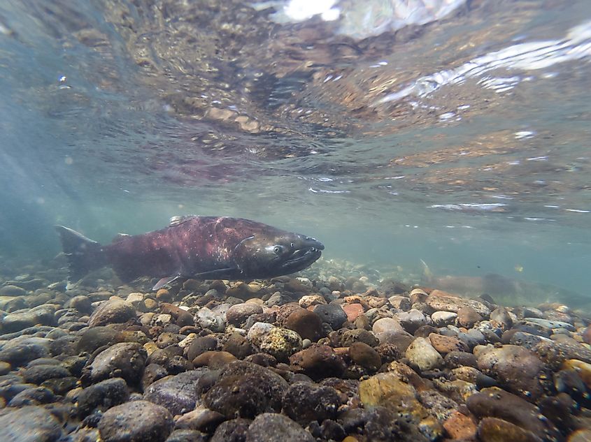 Chinook salmon swimming in the Cedar River