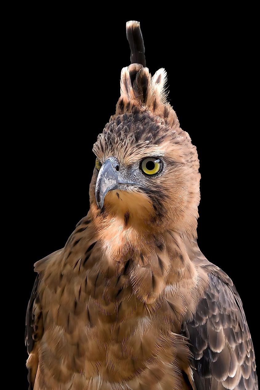 The face of an Javan hawk eagle.