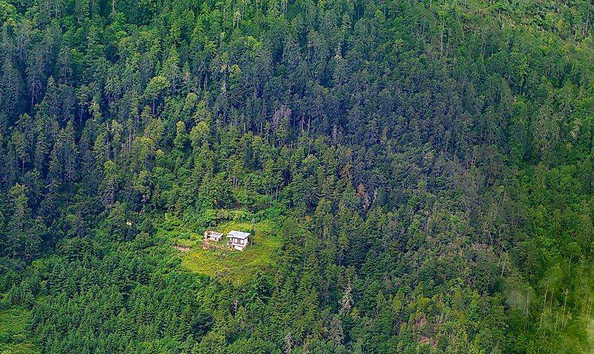 Bhutan forest