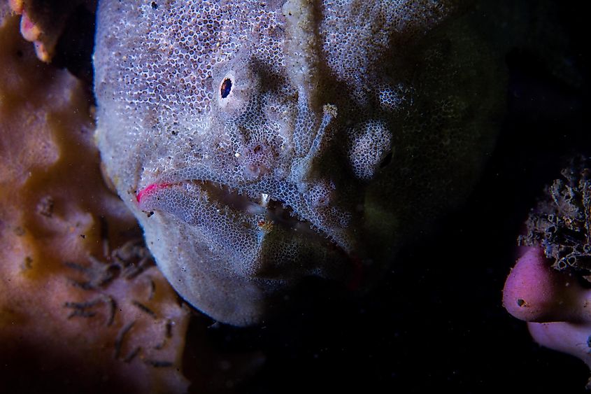 The anglerfish can be extremely fast swimmers when they feel like they are in danger.