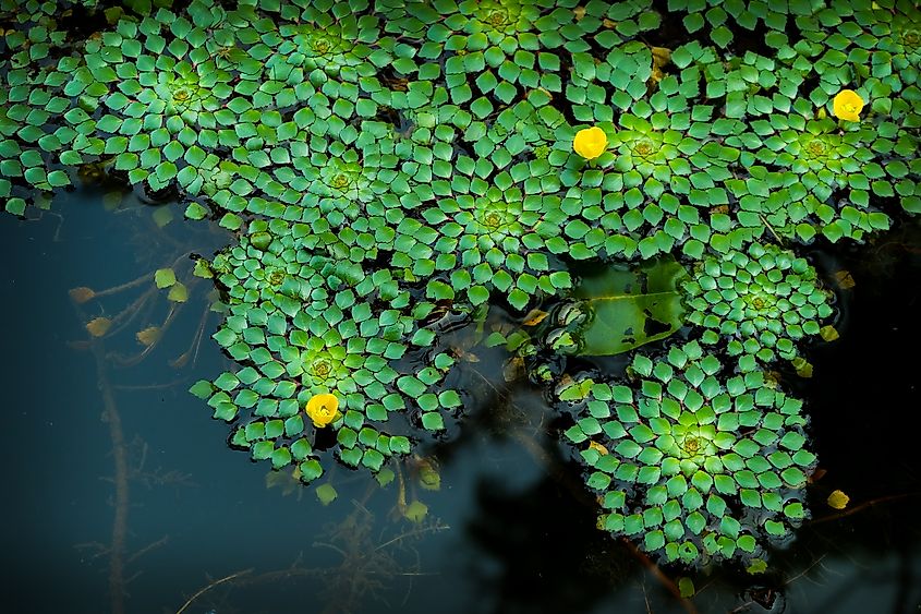 Water chestnut (aquatic plant) on the water surface.