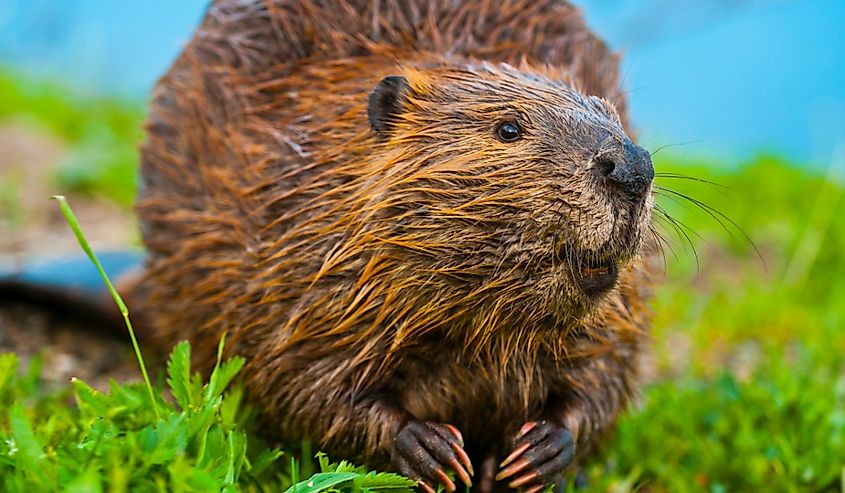 A beaver in Canada, in the grass
