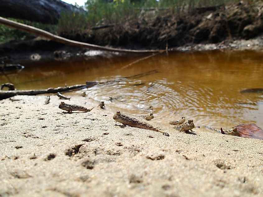 Mudskippers at Mahatma Gandhi Marine National Park (Andaman island)