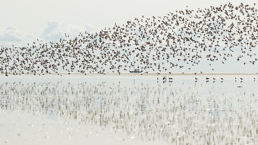 Why Do Animals Migrate? - WorldAtlas Why Do Animals Migrate? - WorldAtlas