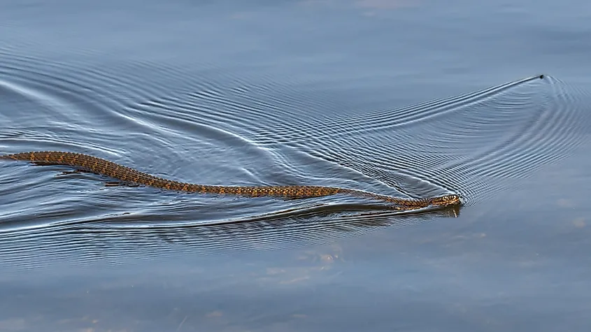 A Northern water snake swimming through water.