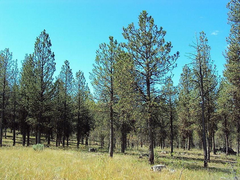 Malheur National Forest, Oregon.