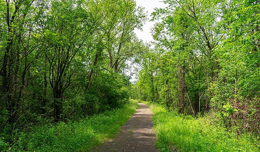 Forest trail with lush green plants and trees at Red Gate Woods, north of Frankfort
