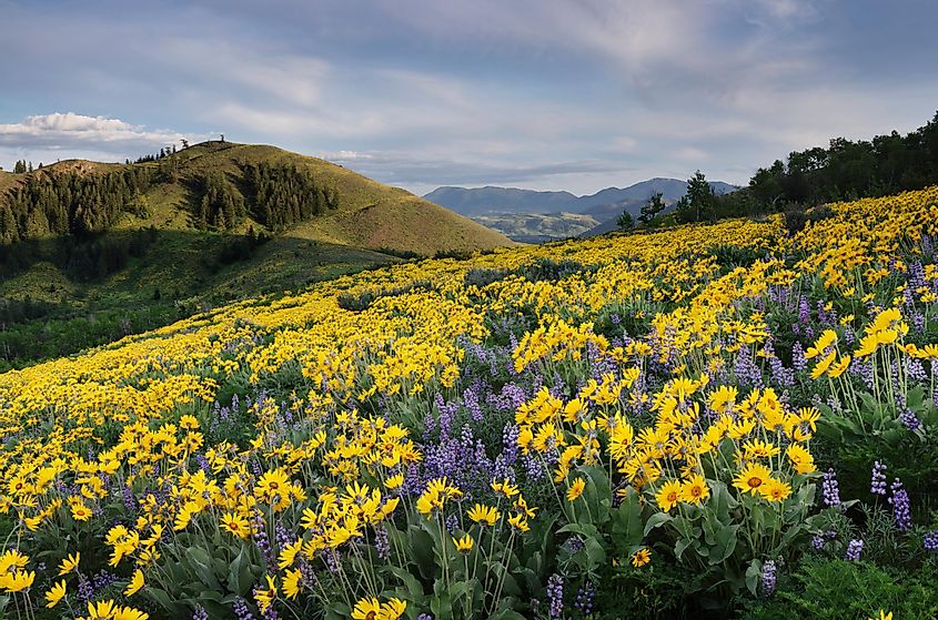 USA, Washington State. Arrowleaf balsamroot growing in meadows of the Methow Valley, North Cascades.