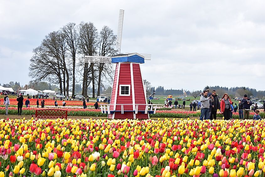 Tulips at Wooden Shoe Tulip Festival in Woodburn Oregon