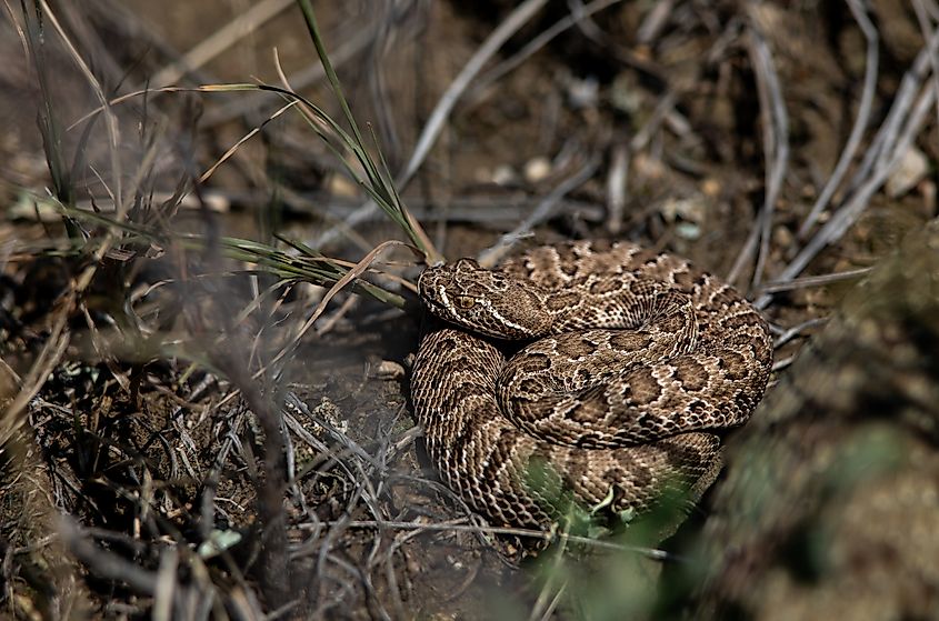 A juvenile prairie rattlesnake.