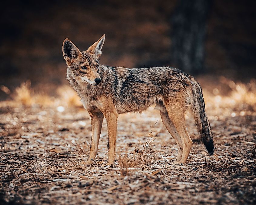 A coyote in Griffith Park in Los Angeles, California