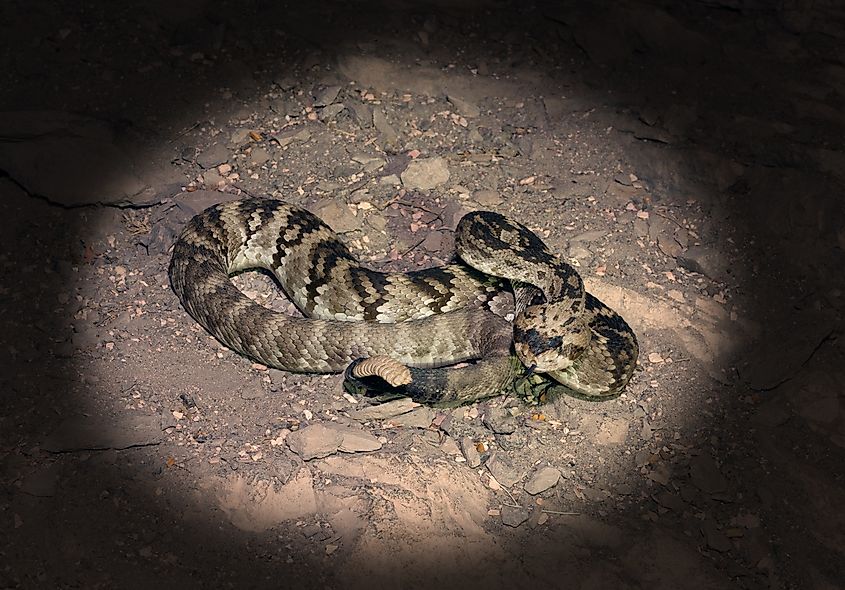 The western diamondback rattlesnake at night in the light of the strong flashlight at Big Bend National Park, Texas