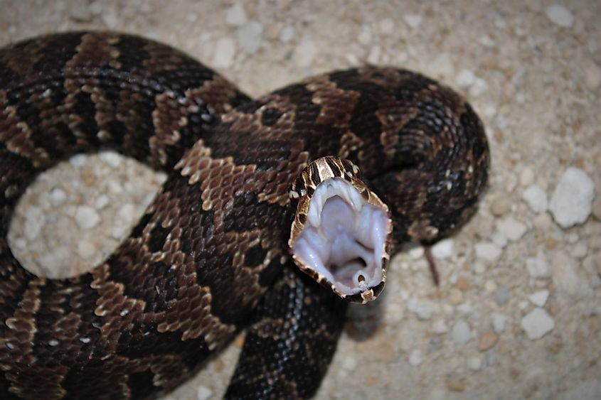 Cottonmouth snake in north carolina