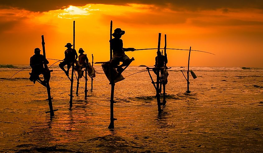 Silhouettes of the traditional fishermen at the sunset in Sri Lanka