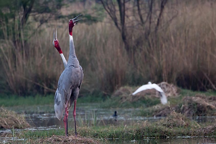 A pair of sarus cranes in the Sultanpur National Park