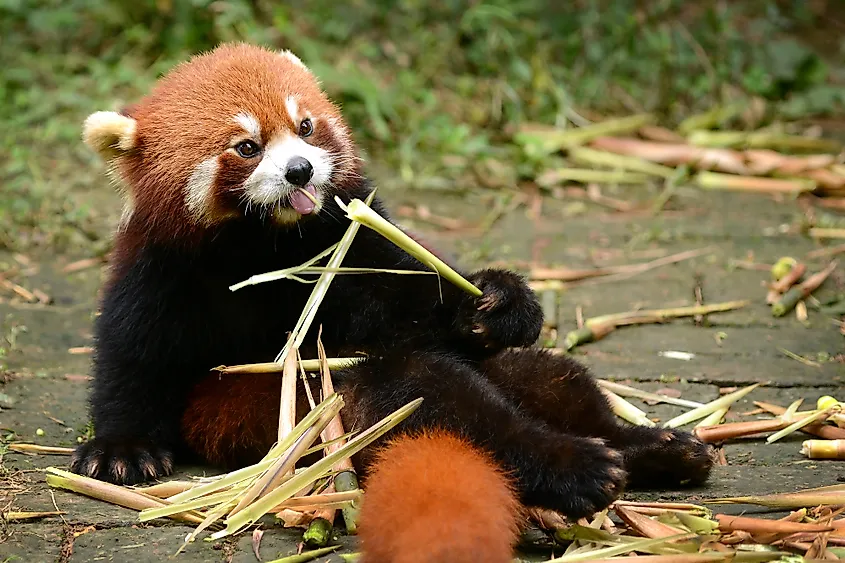 Red bamboo eating bamboo