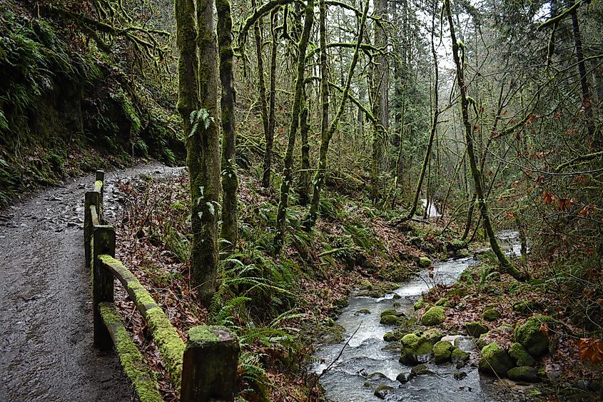 forest Park, Portland, Oregon.