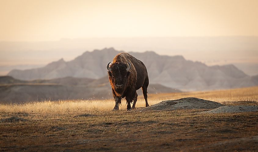 Bison face off in Badlands National Park (FitzherbertsPhotos / Shutterstock)