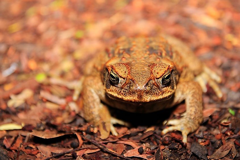 The cane toad in Australia is toxic to the death adder. Via Shutterstock / totajla.