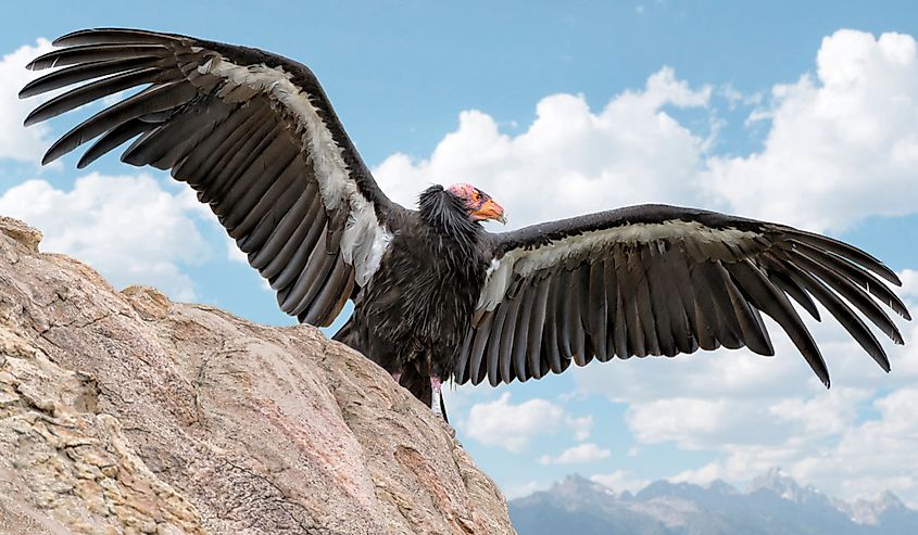 California condor bird on a rock with wings spread against blue sky