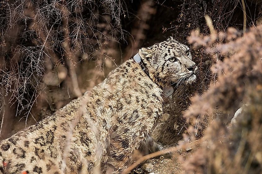 A satellite-collared snow leopard. Image credit: DNPWC-WWF Nepal