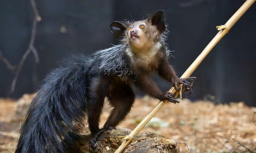 Aye-ayes demand urgent conservation efforts to protect them from habitat loss and poaching.