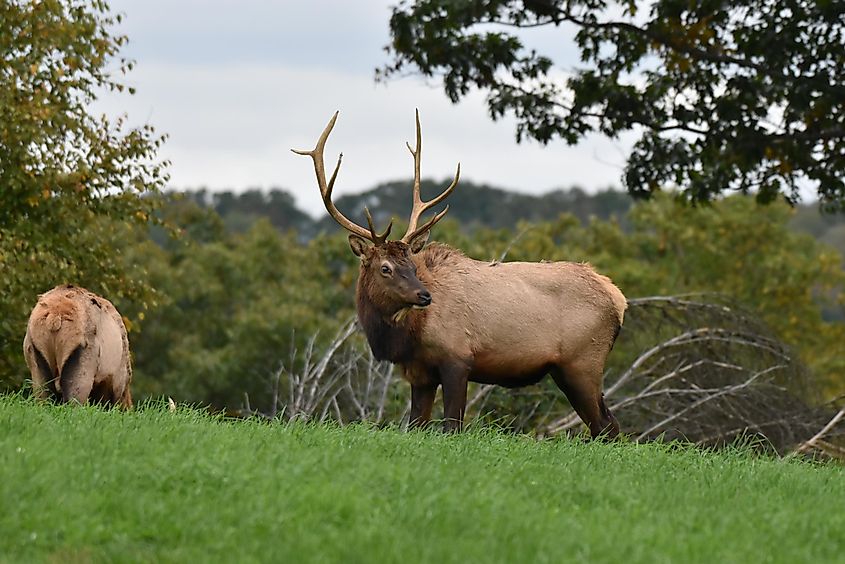 Elks visible in the meadow along the Elk Scenic Drive.