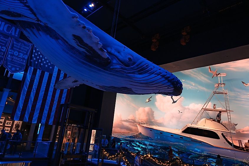 A whale and fishing display at the Wonders Of Wildlife National Museum and Aquarium, Springfield, Missouri.