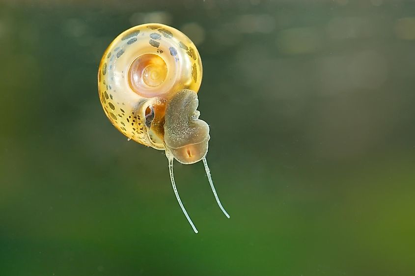 freshwater snails