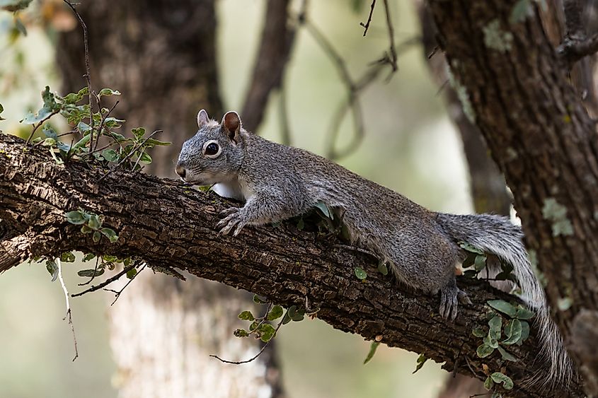A western gray squirrel (Sciurus griseus) on a tree branch.