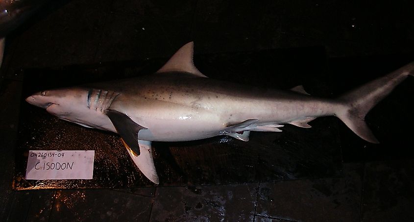 Male finetooth shark (Carcharhinus isodon).