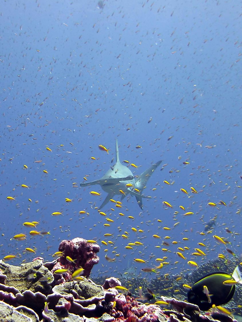 A scalloped hammerhead shark in Jarvis Island