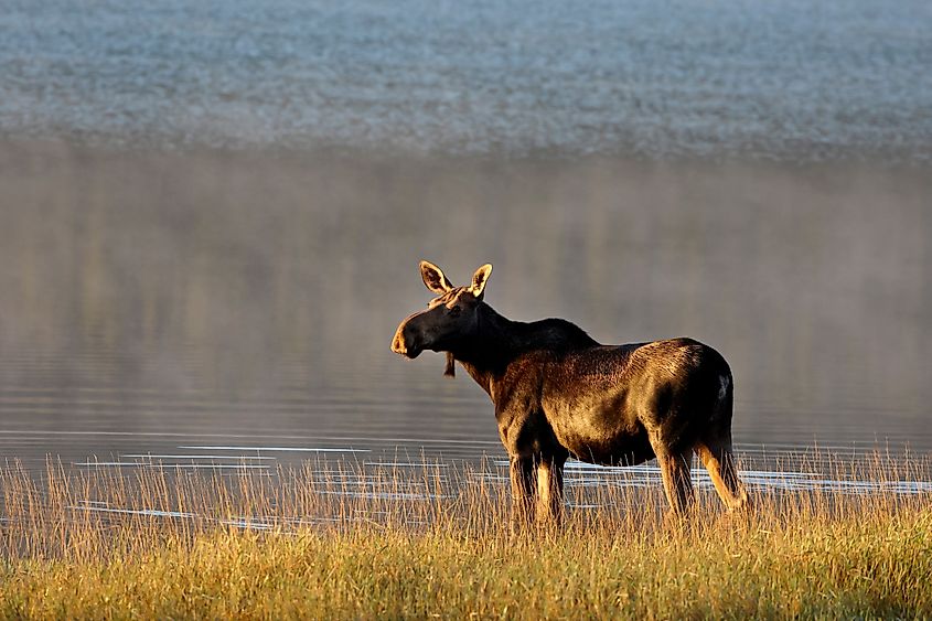 Moose in Glacier National Park, Montana.