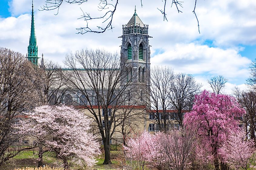 Cherry Blossoms bloom in Branch Brook Park,