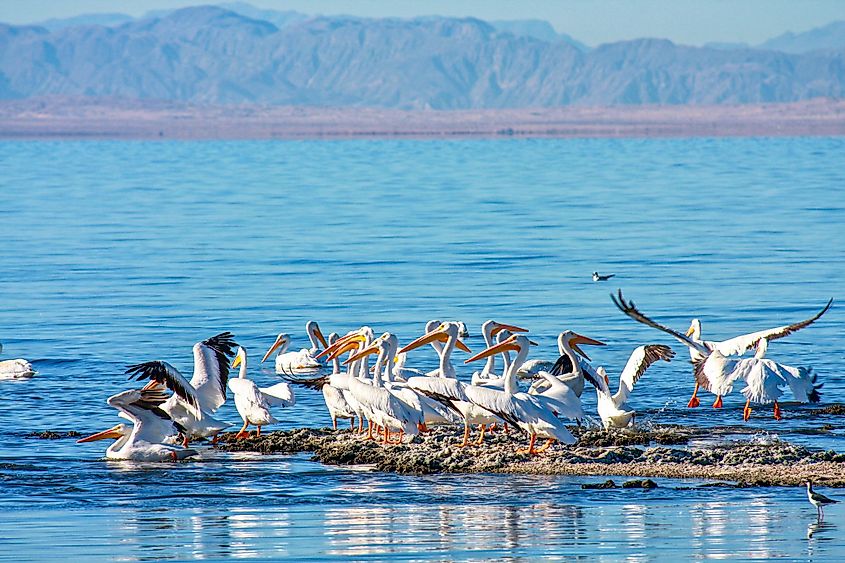 Salton Sea