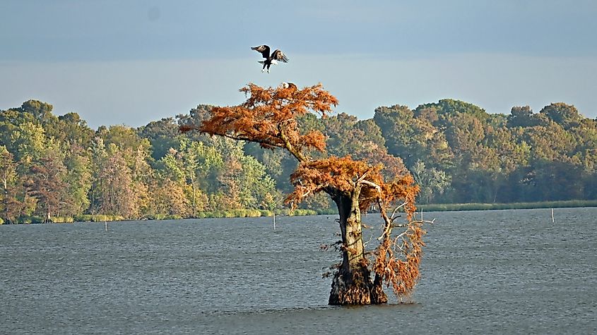 Eagles in a tree at Reelfoot lake.