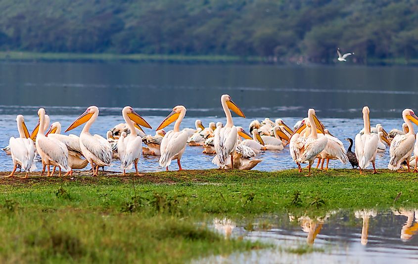 white pelicans in the Lake Nakuru National Park - Kenya, Africa