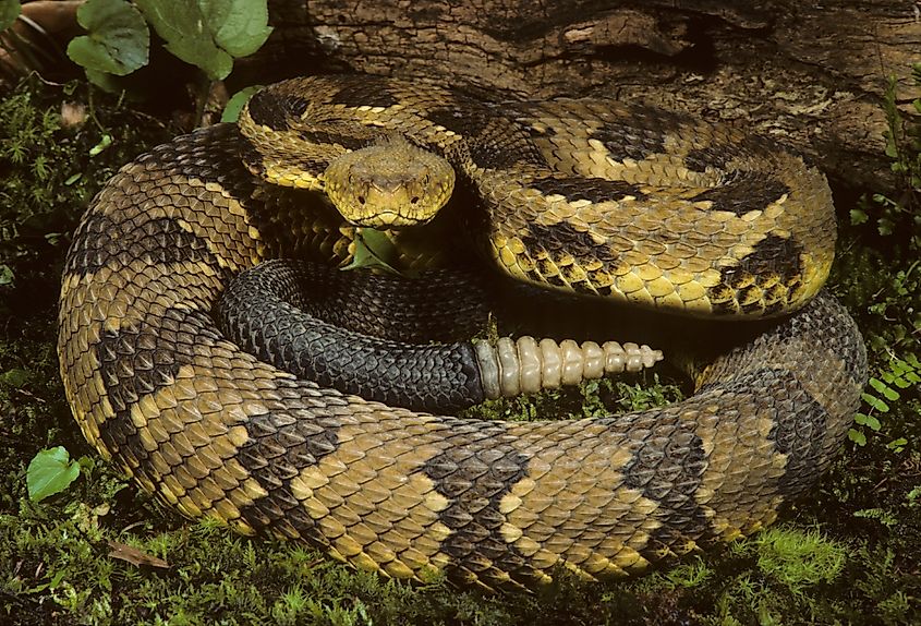 A yellow-phase timber rattlesnake coiled with its rattle visible.