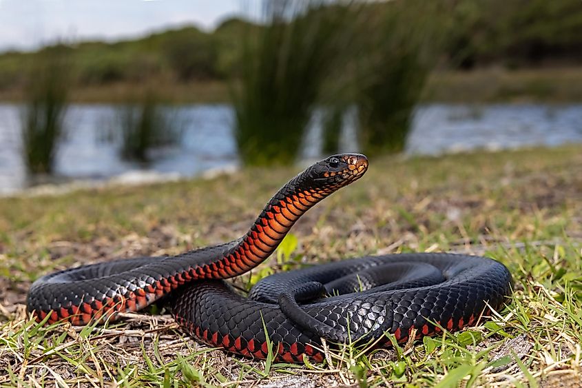 Red-bellied Black Snake basking in habitat.