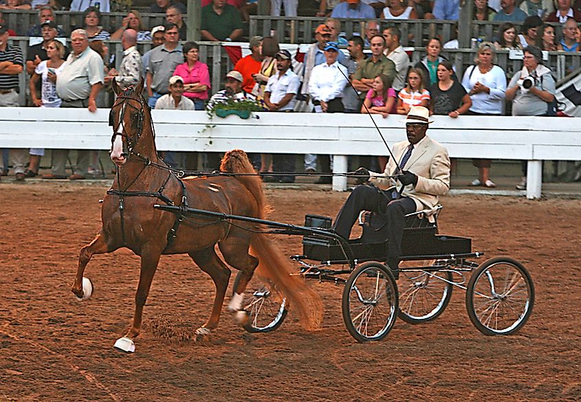 Shelbyville Horse Show in Shelbyville, Kentucky.
