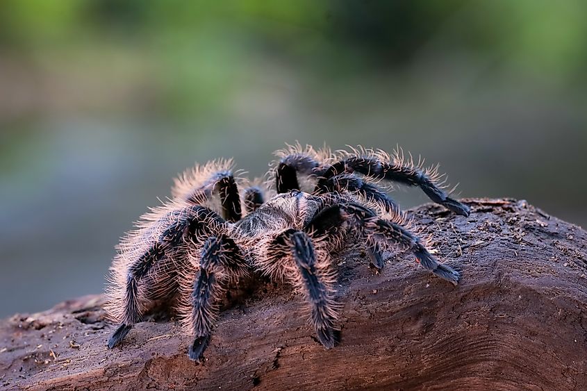 Brazilian Salmon Pink (Lasiodora parahybana)