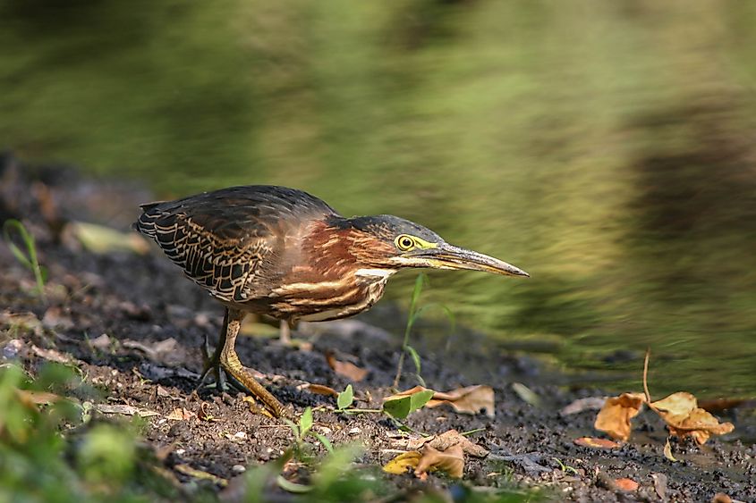 Green heron in a Peculiar, Missouri, pond.