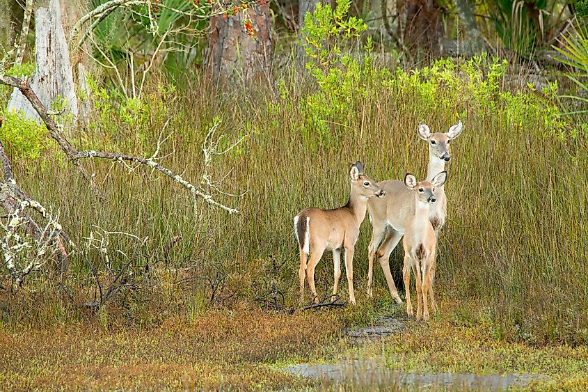A female deer with fawns at the Skidaway Island State Park.