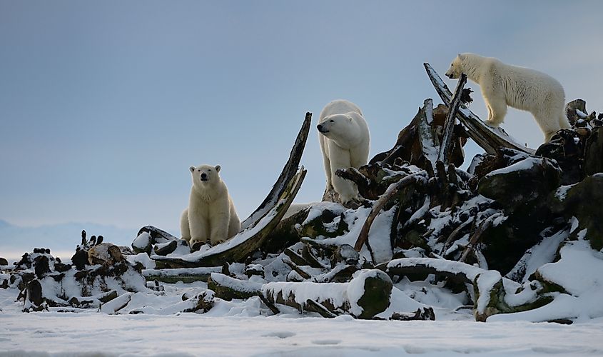 Polar bears on Barter Island, Kaktovik, Alaska
