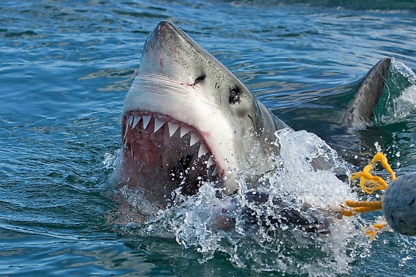 Great White Shark Is an example of a cold blooded creature