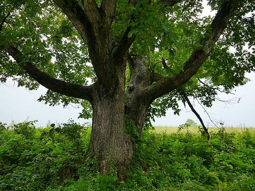 A large oak tree growing in Missouri. Credit: Wirestock Creators/ Shutterstock.com