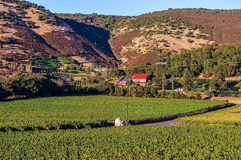 Sunset light on meticulously manicured vineyards as the harvest season begins in wine country in Napa Valley, California, via TIm J. Nichols / Shutterstock.com