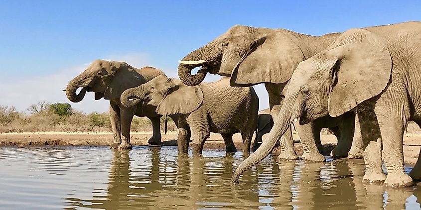Elephant family drink at the water hole